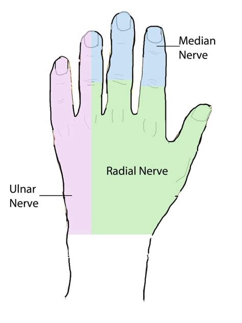 Ulnar Nerve Dermatome Hand - Dermatomes Chart and Map