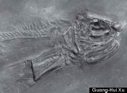 Flying Fish Evolved To Escape Marine Reptile Predators, Fossil Research ...