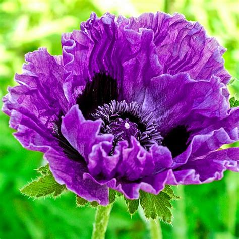 Papaver orientale Central Park | K. van Bourgondien