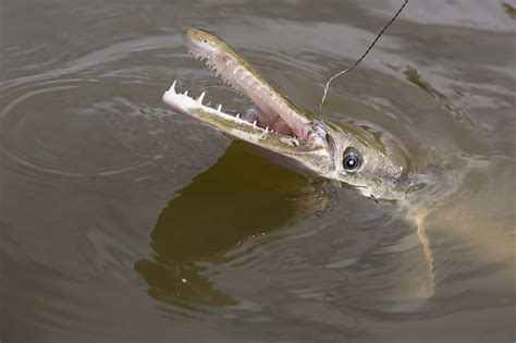 Gar Teeth: Everything You Need To Know - A-Z Animals