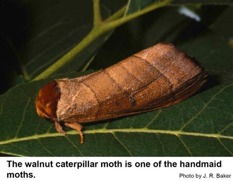 Walnut Caterpillar | NC State Extension Publications