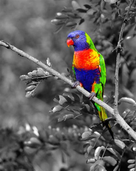 Rainbow Lorikeet Bird Free Stock Photo - Public Domain Pictures