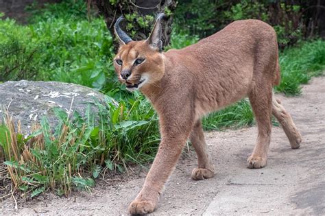 Premium Photo | Portrait desert cats caracal caracal caracal or african ...