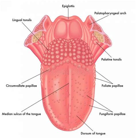 Structure Of Tongue Diagram