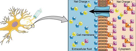 How Neurons Communicate – General Psychology