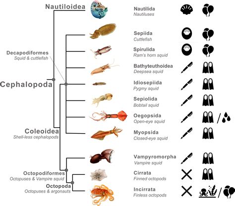 Frontiers | The evolution of predator avoidance in cephalopods: A case of brain over brawn?