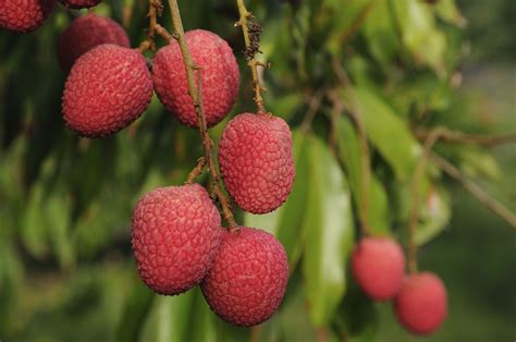 Emperor Lychee Tree at Backyard Fruit | Growing fruit trees, Fast ...