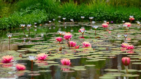 Pond With Beautiful Pink Lotus Flowers Flowers, HD wallpaper | Peakpx