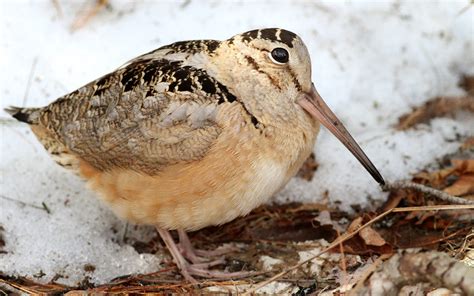 American Woodcock | This cutie foraged out in the open and a… | Flickr