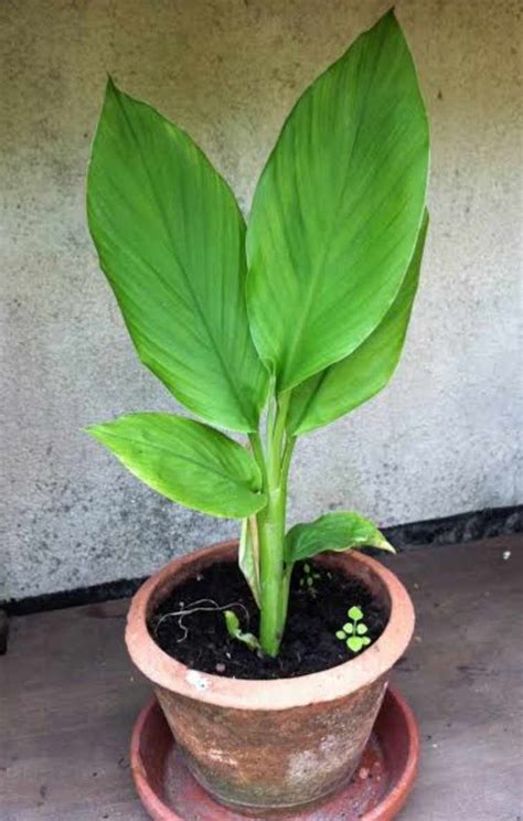 Luyang Dilaw Live Plant (Turmeric) LUZON ONLY with FREE plastic pot, and garden soil ( outdoor ...