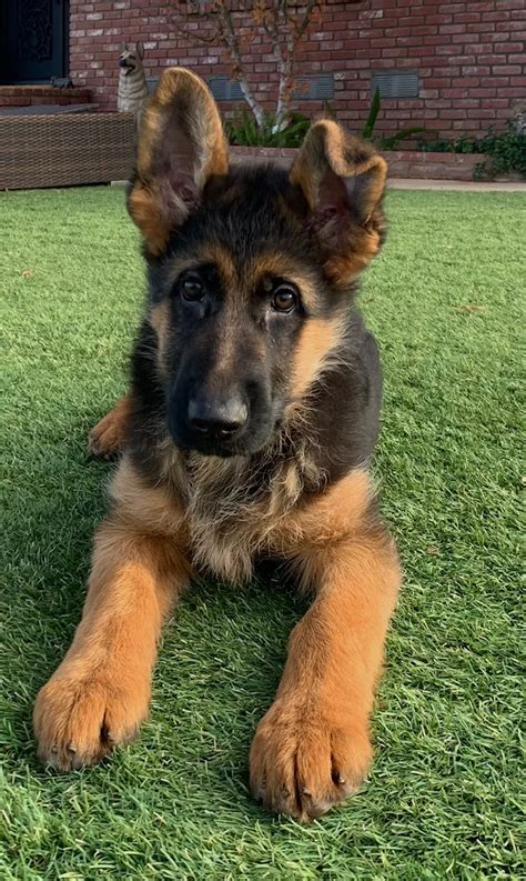 Purebred German Shepherd Puppies for Sale | German Imported Dogs