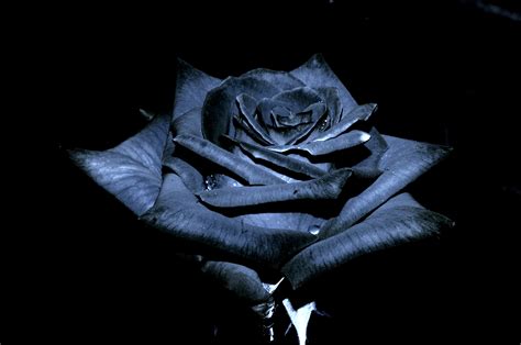 Black Rose Wallpaper HD