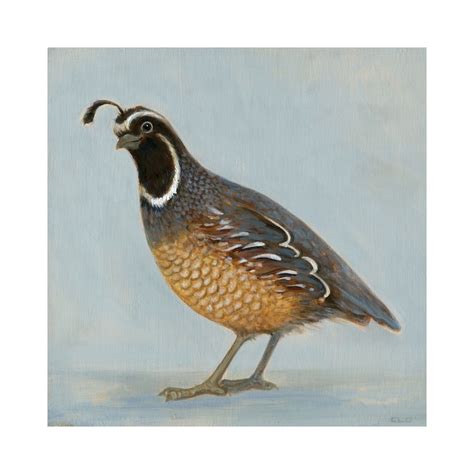 Quail Art Print, Original Quail Art, Bird Lover Decor, Peaceful Quail ...