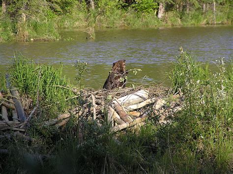 Beaver - Castor canadensis | Wildlife Journal Junior