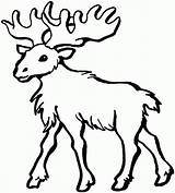 Moose Head Drawing  Coloring Home sketch template