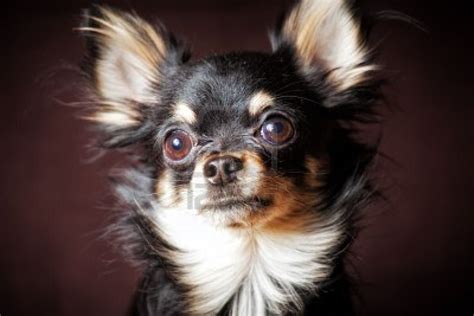 Cute Dogs: Long Haired Chihuahua Dogs