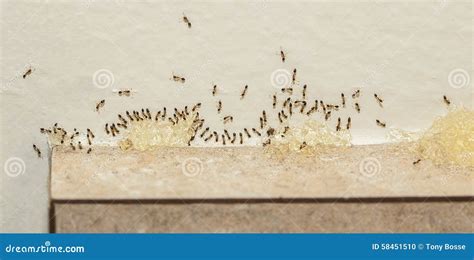 Pest Control - Sugar Ants Eating Bait Stock Photo - Image of crawling ...