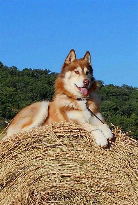 Husky Names - Great Name Ideas For Siberian and Alaskan Huskies