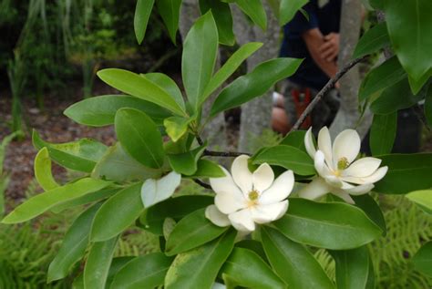 Magnolia virginiana (Beaver Tree, Castorwood, Small Laurel Magnolia, Small Magnolia, Swamp ...