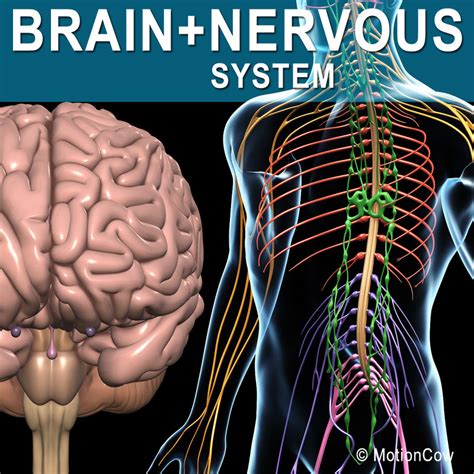 Human Nervous System Diagram 3d | Images and Photos finder