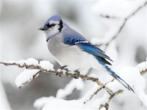 🔥 [40+] Free Desktop Wallpapers Winter Birds | WallpaperSafari