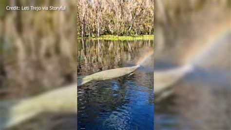 WATCH: Florida manatee creates rainbow with water spray