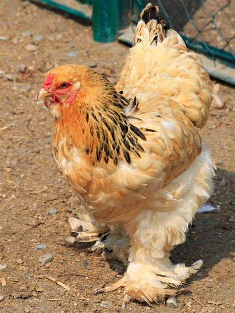 Cochin Chicken Breed Guide — Practical Self Reliance