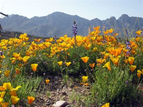 Best places to see Arizona's wildflowers