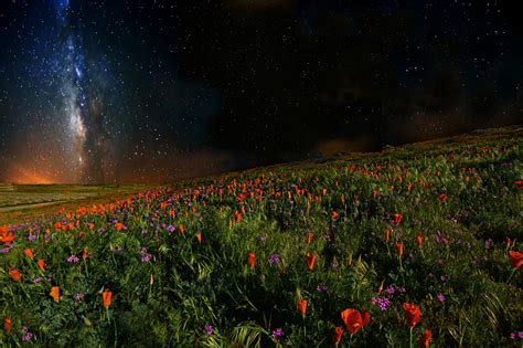 Fonds d'ecran Pavot Ciel Étoile Champ Nuit Nature télécharger photo