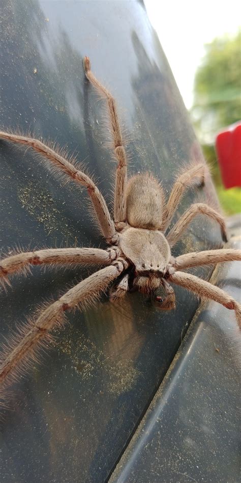 I got my eyes on you - Huntsman spider, Southern Highlands, NSW ...