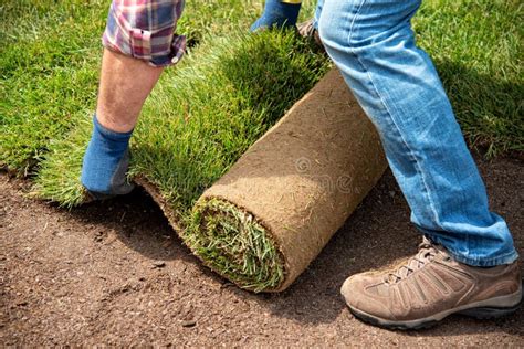 Installing Turf Rolls in the Garden Stock Image - Image of green ...