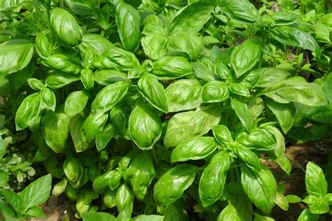 5 Basil Varieties You Can Use in the Kitchen and Pharmacy - Garden and Happy