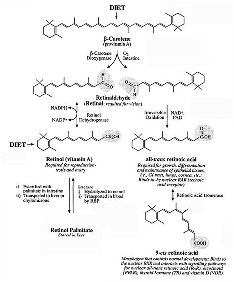 Vitamin A Retinoic Acid