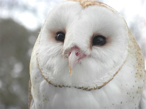 Barn Owl - Lindsay Wildlife Experience