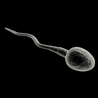 animation sperm 3d model