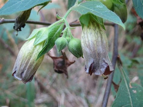 Deadly Nightshade (Atropa belladonna) Identification Guide