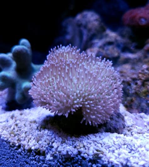 Oceans Garden Aquaculture Aquacultured Coral-Green Toadstool Leather