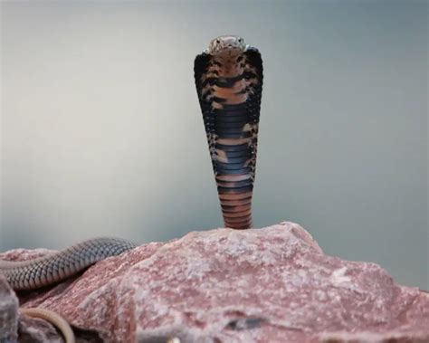 Mozambique Spitting Cobra - Facts, Diet, Habitat & Pictures on Animalia.bio