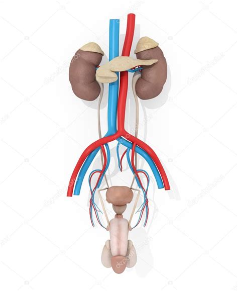 Modelo de anatomía del sistema urinario masculino: fotografía de stock © AnatomyInsider ...