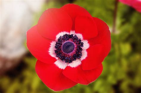 Free Images : nature, blossom, petal, bloom, flora, wild flower, close up, poppy flower, red ...