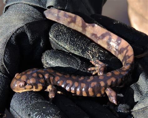 Eastern Tiger Salamander Larvae