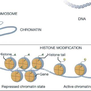 Chromatin structure and histone modifications. DNA is wrapped around ...