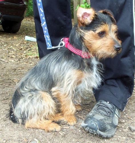 Yorkie Russell (Yorkie X Jack Russell Terrier Mix) Facts, Temperament, Puppies, Pictures