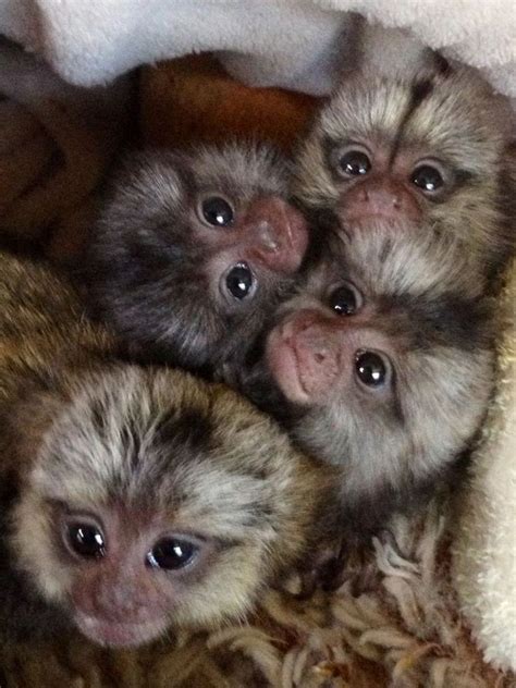 WE SELL BABY MARMOSET MONKEYS ALSO KNOWN AS FINGER MONKEY AND POCKET MONKEYS, baby monkeys ...