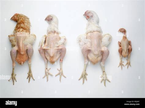 Capon hi-res stock photography and images - Alamy