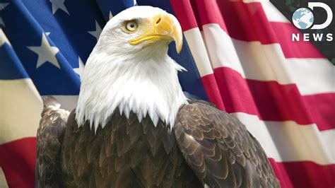 9 Facts You Didn’t Know About Bald Eagles - YouTube