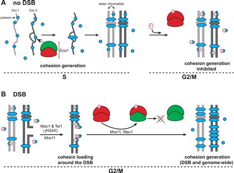 DNA Double-Strand Breaks Trigger Genome-Wide Sister-Chromatid Cohesion ...