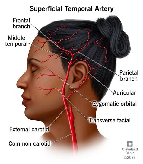 Arteries Of Temporal Fossa Deep Temporal Arteries, 60% OFF