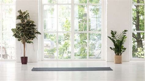 7 Best Plants for Yoga Lovers | Indoor Gardening