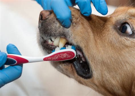 Bleeding Gums In Dogs And What To Do About It – Top Dog Tips